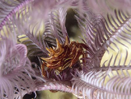 Feather Star Crab (Ceratocarcinus spinosus)