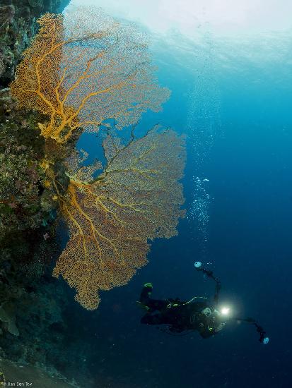 Gorgonia and a diver