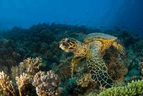 Hawksbill Sea Turtle