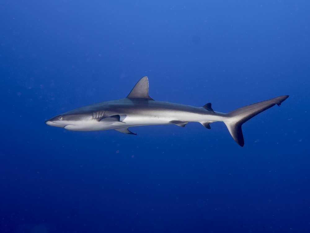 Juvenile  Grey Reef Shark (Carcharhinus amblyrhynchos) a Ilan Ben Tov
