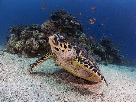 Hawksbill Turtle