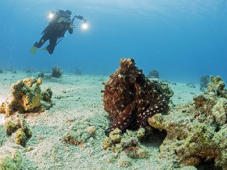 Octopus and a Diver