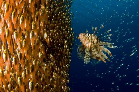 Lion fish staring at its lunch