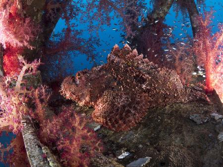 Scorpionfish