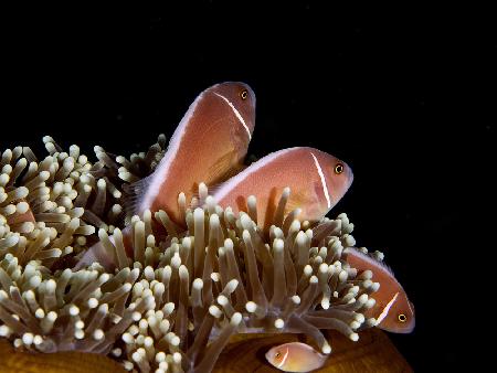 Skunk Anemonefish