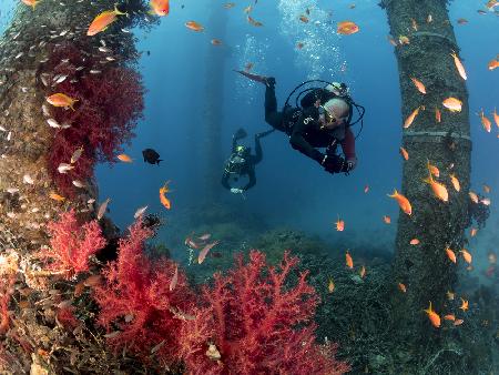 Scuba divers