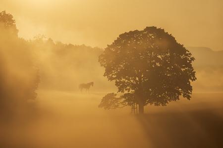 autumn morning