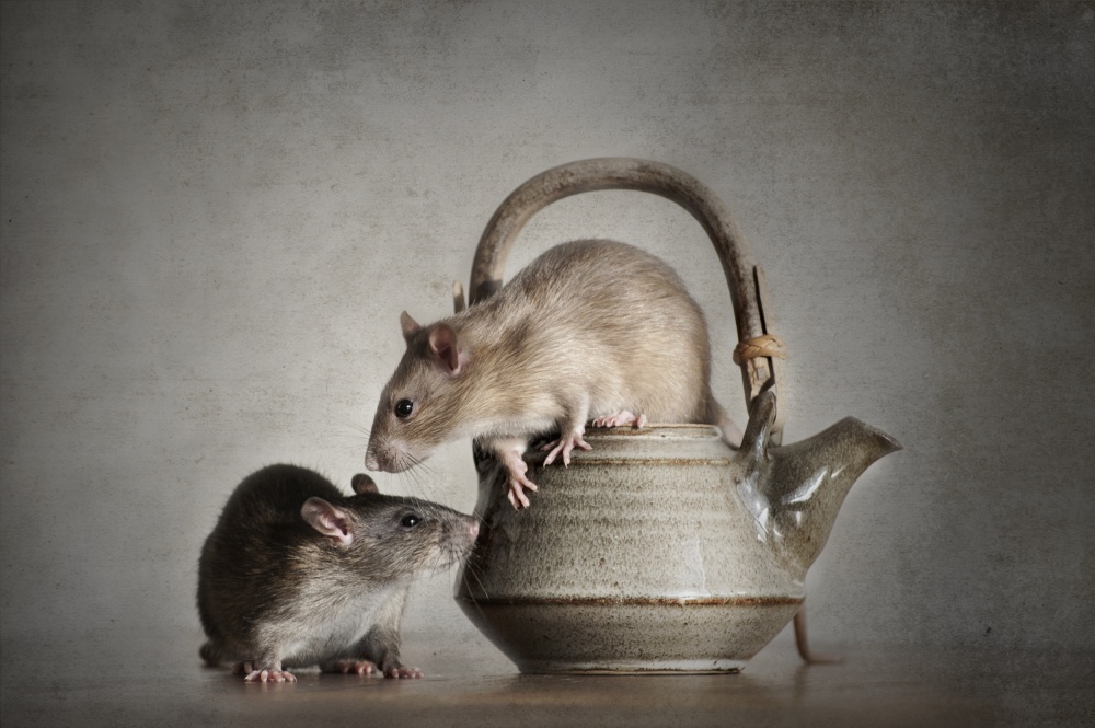 Rats a Ilse Noordhof