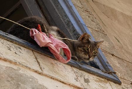 Pink Underwear Cat, Essaouira, Morocco