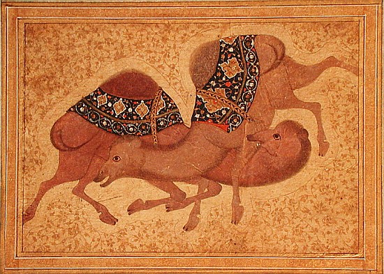 Two Camels Fighting a Scuola indiana