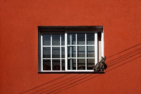 Cat in a window