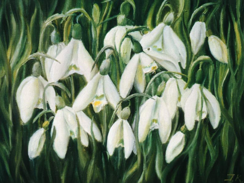 Snowdrop a Ingeborg Kuhn