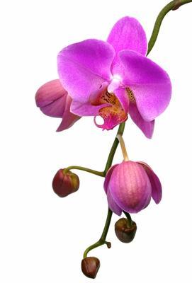 ORCHIDEE