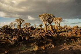 evening light