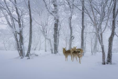 Deers Walk in Snow