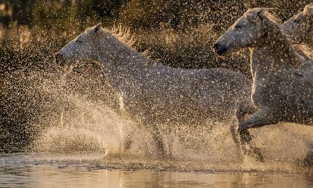 Camargue horses