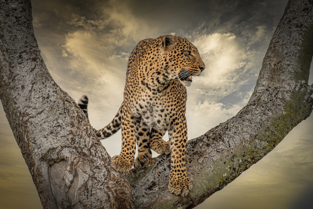 Leopard  on tree a Isam Telhami