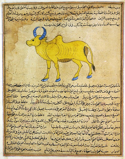 Ms E-7 fol.181b Zebu, illustration from ''The Wonders of the Creation and the Curiosities of Existen a Scuola Islamica