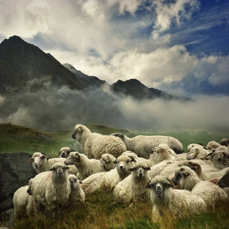 The Silence of the Lambs a Istvan Kadar