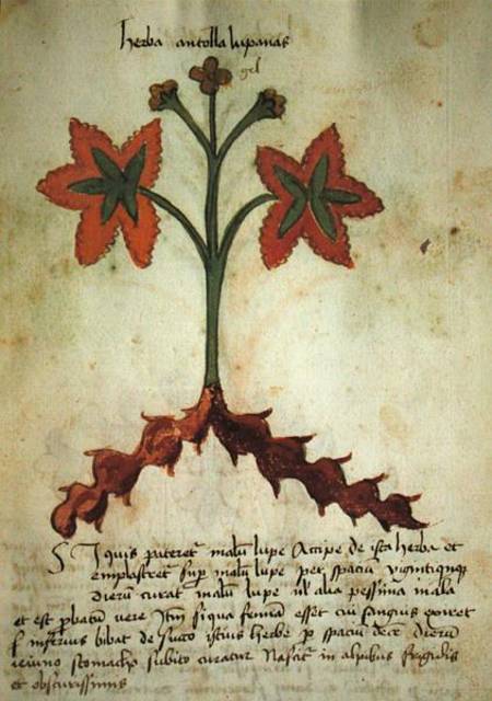 Ms 320 M Fol.13r Herba Antollas Lupanas, from 'Liber Herbarius una cum rationibus conficiendi medica a Scuola pittorica italiana