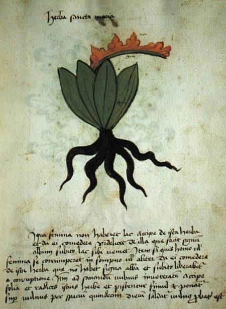 Ms 320 M Fol.28r Herba Santa Maria, from 'Liber Herbarius una cum rationibus conficiendi medicamenta a Scuola pittorica italiana