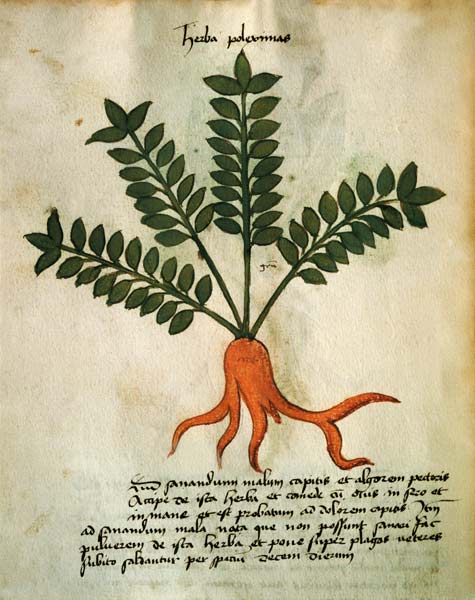 Ms 320 M Fol.31 Herba Poleximas, from 'Liber Herbarius una cum rationibus conficiendi medicamenta' b a Scuola pittorica italiana