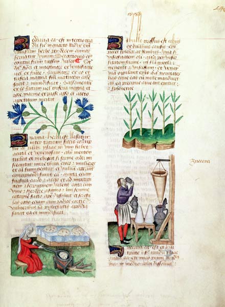 Ms Lat 993 L.9.28 Fol.142r Cornflowers, making pancakes, sugar cane and making sugar syrup, from 'Tr a Italian School, (15th century)