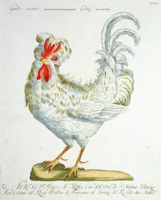 Curly-Haired Cockerel, c.1767-76 (hand coloured engraving) a Italian School, (18th century)