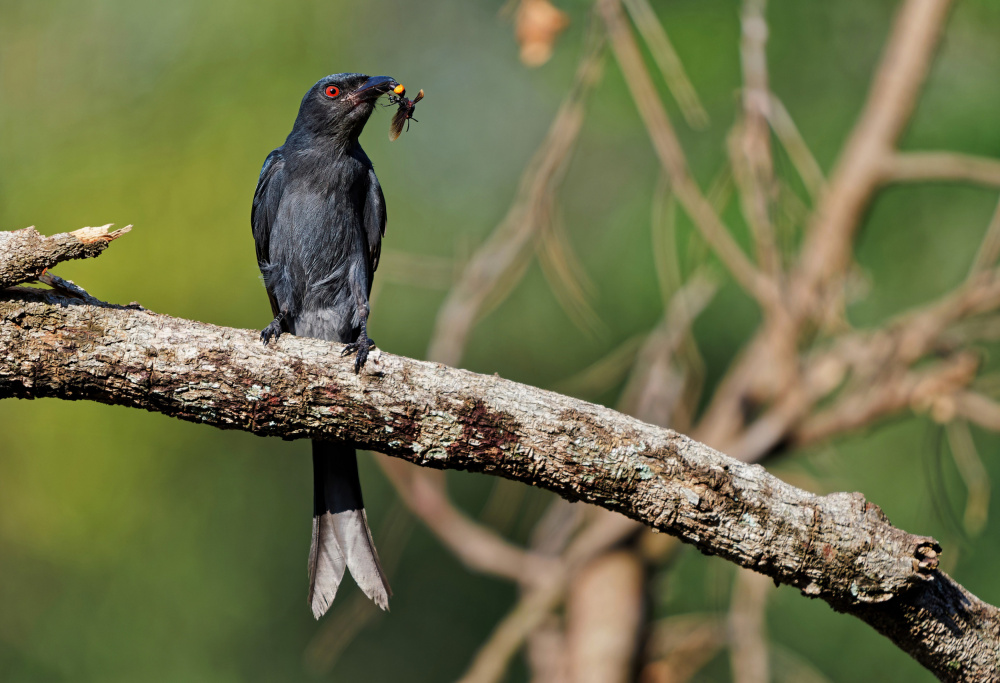 Ashy drongo with prey a Ivan Miksik