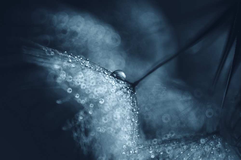 Blue dandelions a Ivelina Blagoeva