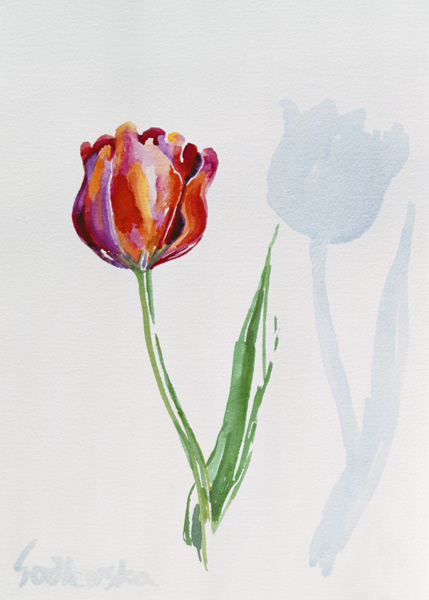 Tulip a Izabella  Godlewska de Aranda