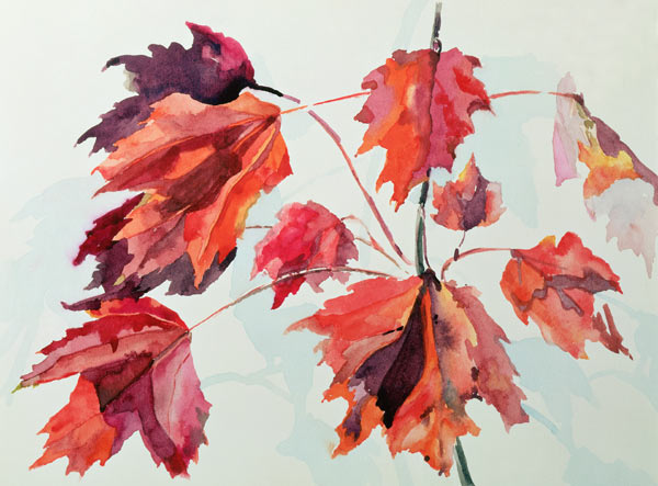 No.24 Autumn Maple Leaves (w/c)  a Izabella  Godlewska de Aranda