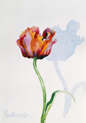 Tulip