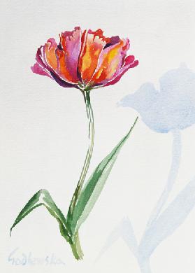 Tulip, 1998 (w/c on paper) (see also 124446 & 124448) 