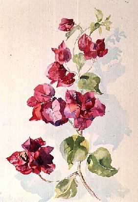 No.2 Bougainvillea Red (w/c) 