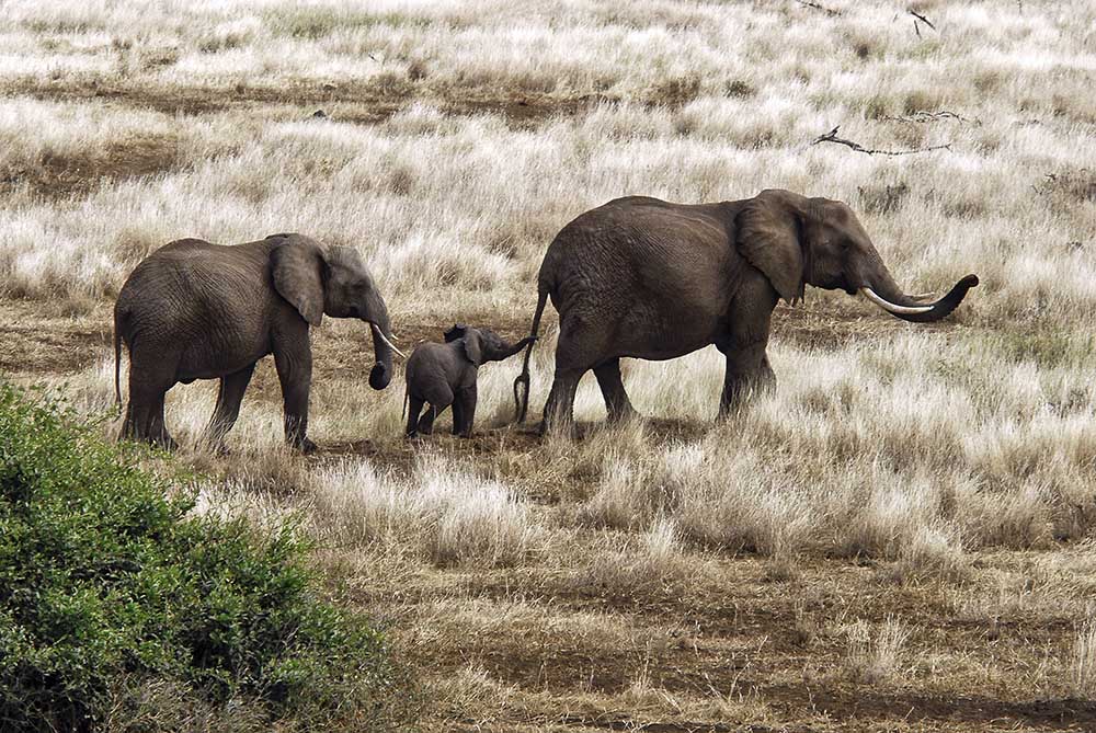 Elephant Family, Tanzania a Izonevision/Robert D Abramson