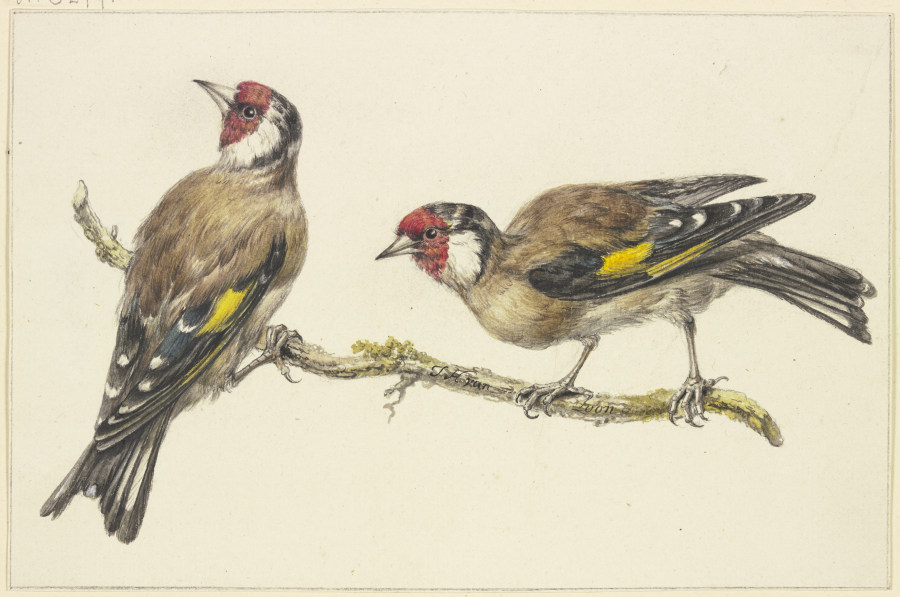 Two goldfinches a J. H. van Loon
