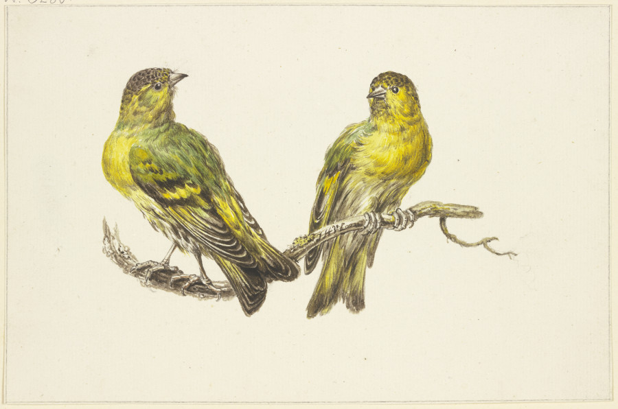 Two linnets a J. H. van Loon