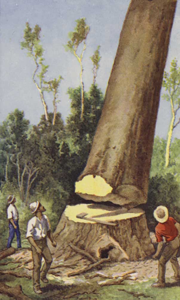 Felling a kauri pine a J. Macfarlane