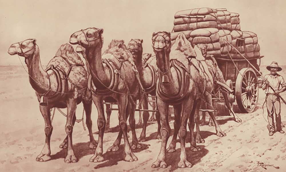 Camel train in Australia a J. Macfarlane