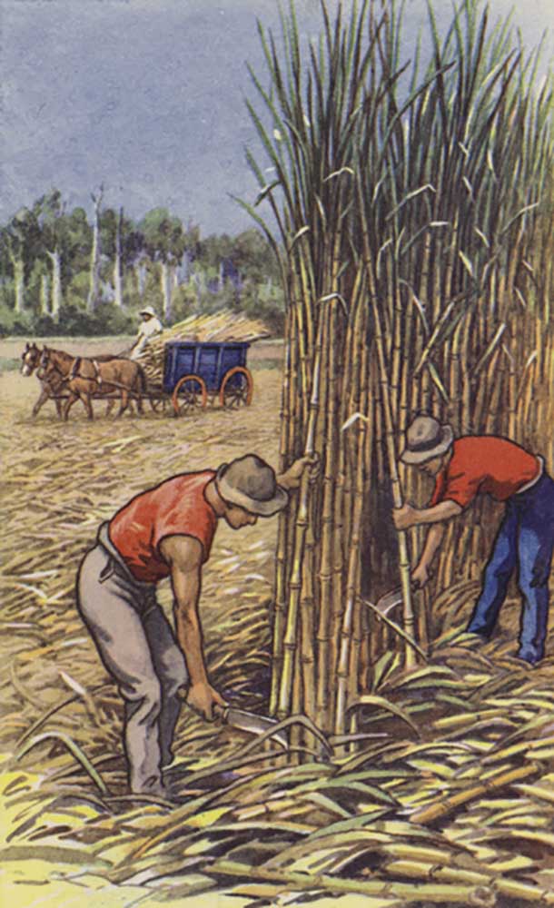 White men cutting sugar cane (Queensland) a J. Macfarlane