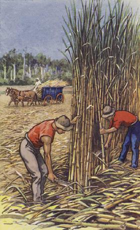 White men cutting sugar cane (Queensland)