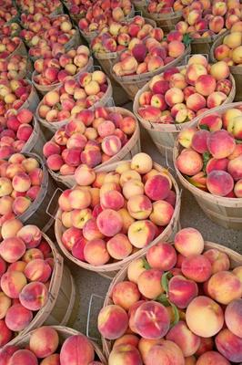 Bushels of Fresh Peaches a Jack Kunnen