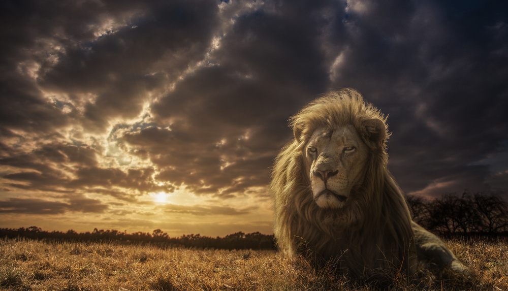 Adventures on Savannah - The Lion King a Jackson Carvalho