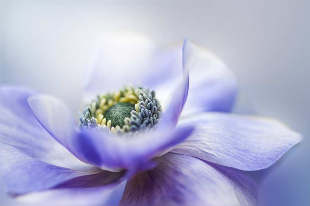 Anemone De Caen a Jacky Parker