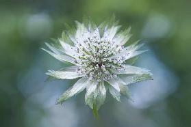 Astrantia