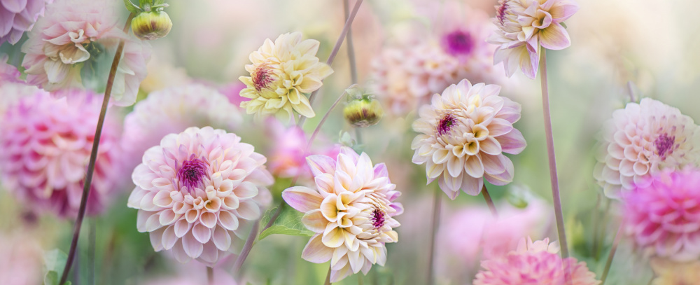 Dahlia Field a Jacky Parker