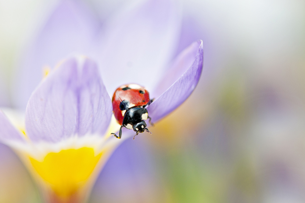 Spring Lady a Jacky Parker