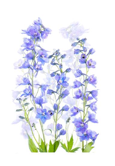 Delphinium