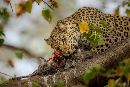 GUINEAFOWL KILL